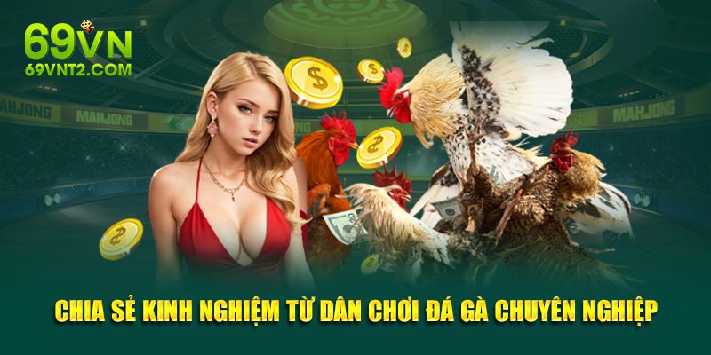 Chia sẻ kinh nghiệm từ dân chơi đá gà chuyên nghiệp